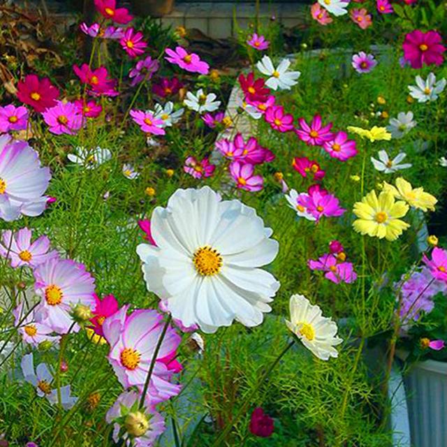 這些易養耐熱的草花品種，讓你的夏季花園更出彩！