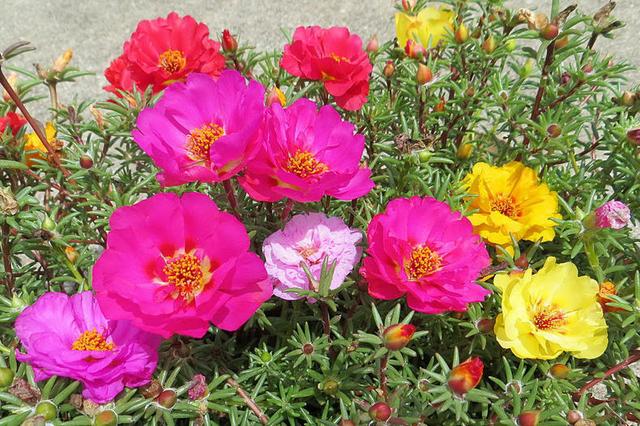 這些易養耐熱的草花品種，讓你的夏季花園更出彩！