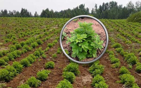 艾草種子發芽出苗圖片 艾草種子發芽出苗圖片