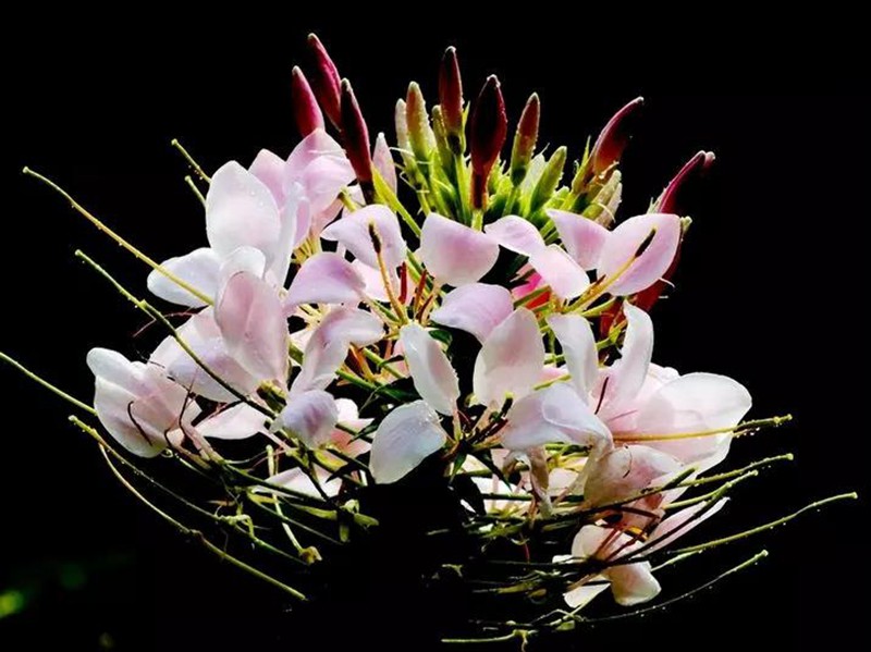 醉蝶花的醫用價值和用途