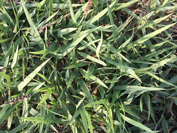 結縷草草坪圖片