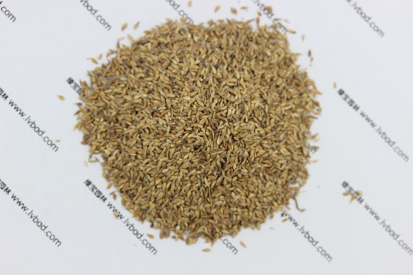 中華結縷草種子