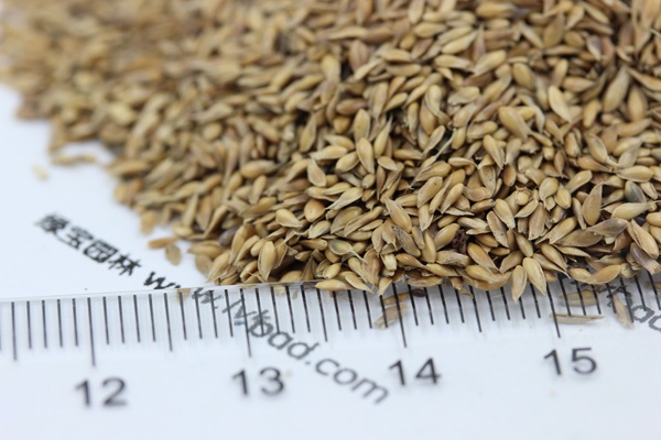 中華結縷草種子