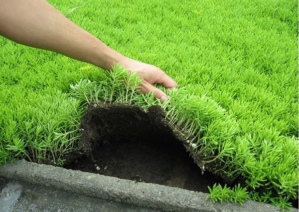 佛甲草與垂盆草的區別 佛甲草與垂盆草的區別