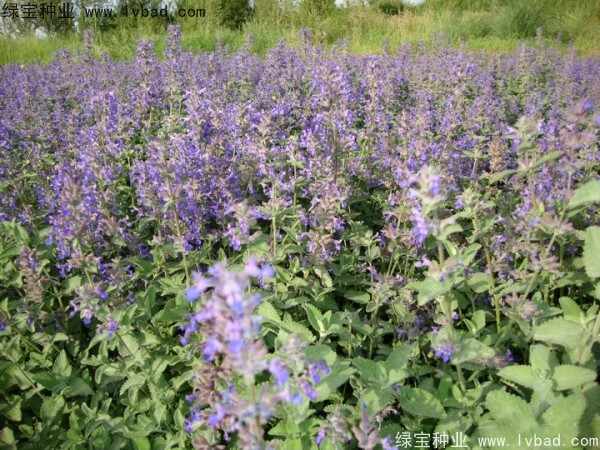 薰衣草種子多少錢一斤 薰衣草種子多少錢一斤