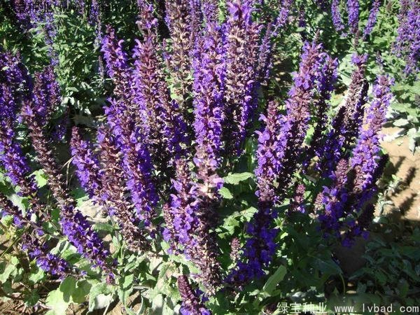 薰衣草種子多少錢一斤 薰衣草種子多少錢一斤