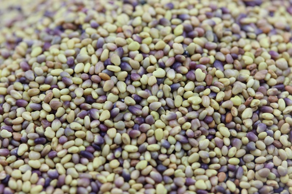 三葉草一平方種多少克 三葉草一平方種多少克