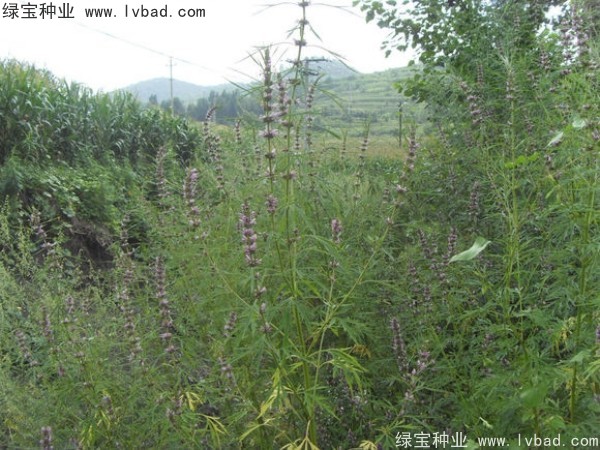 益母草種植時(shí)間和方法