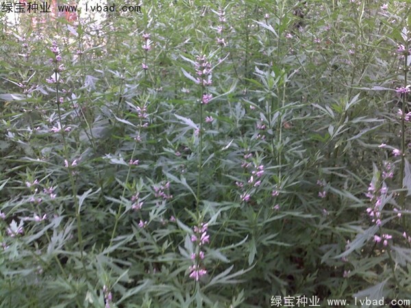 益母草種植時(shí)間和方法