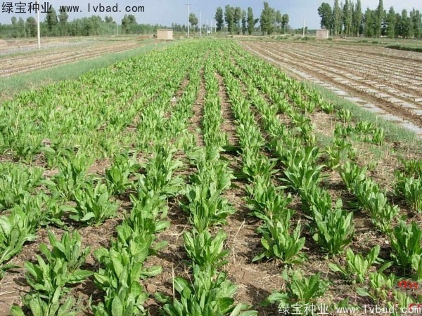魯梅克斯牧草的優缺點 魯梅克斯牧草的優缺點