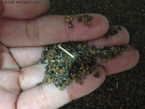 艾草種子圖片 艾草種子圖片