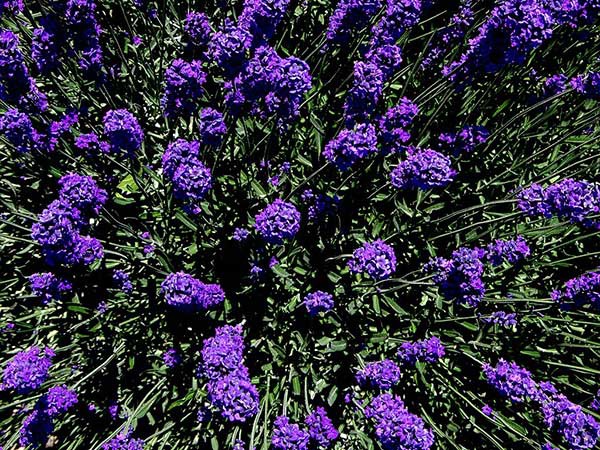 1627221839295174.jpg image.jpg