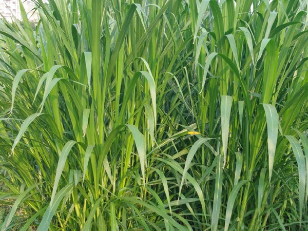 1627224491164637.jpg image.jpg