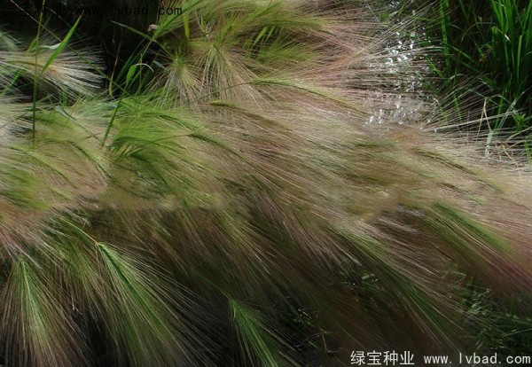 1627225218612927.jpg image.jpg