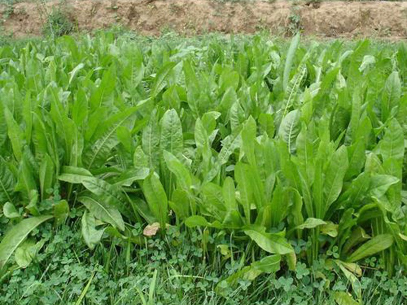 1627225862964958.jpg image.jpg