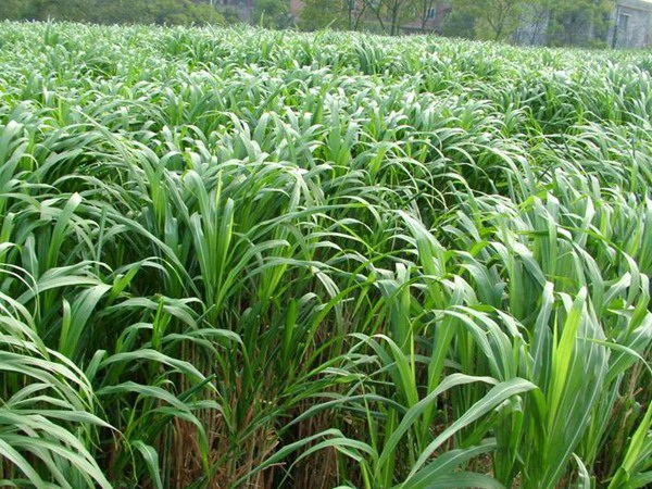 1627226014109405.jpg image.jpg