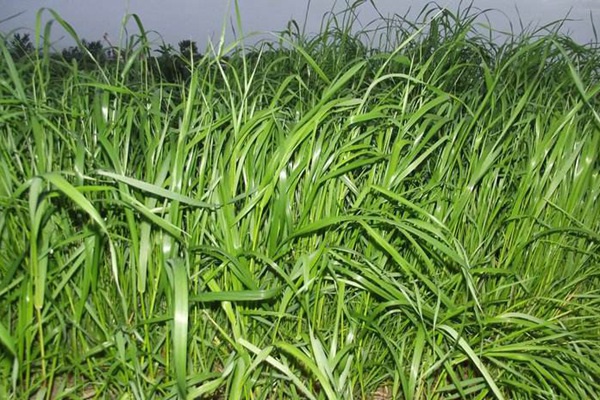 黑麥草一畝地產量多少 黑麥草一畝地產量多少