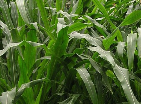 1627274449798875.jpg image.jpg