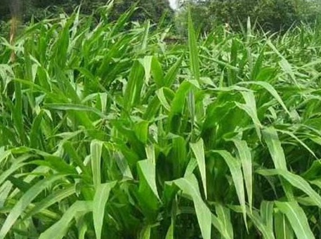 1627274470358035.jpg image.jpg