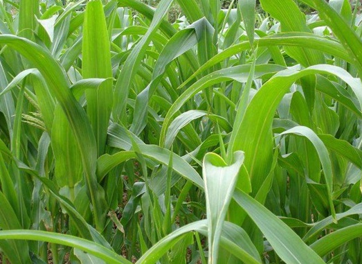 1627274771604830.jpg image.jpg