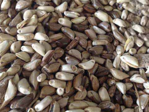 1627274878321302.jpg image.jpg