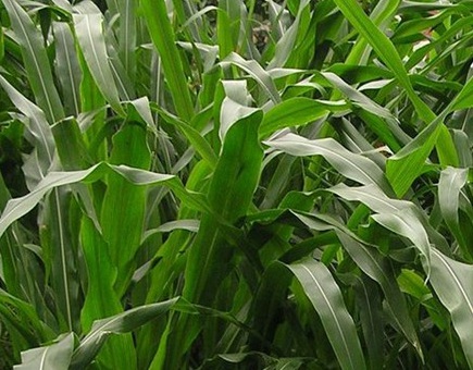 1627275025182431.jpg image.jpg