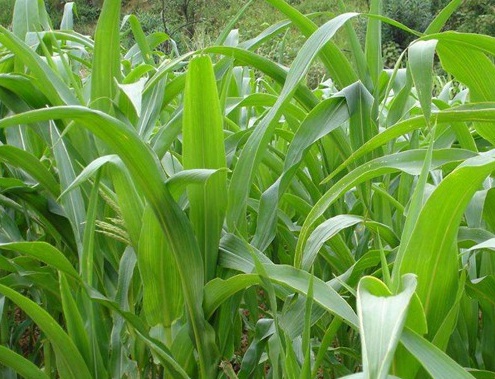 1627275149158458.jpg image.jpg