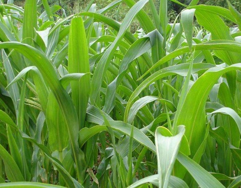 1627275388521057.jpg image.jpg