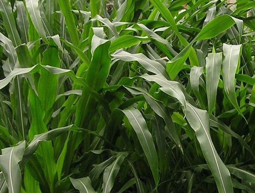 1627275403482160.jpg image.jpg