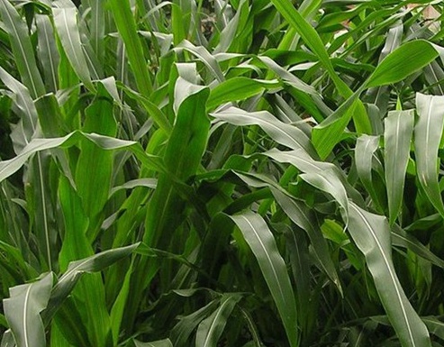 1627275535675226.jpg image.jpg