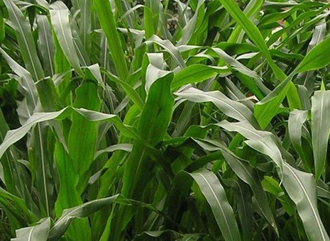 1627275632280180.jpg image.jpg