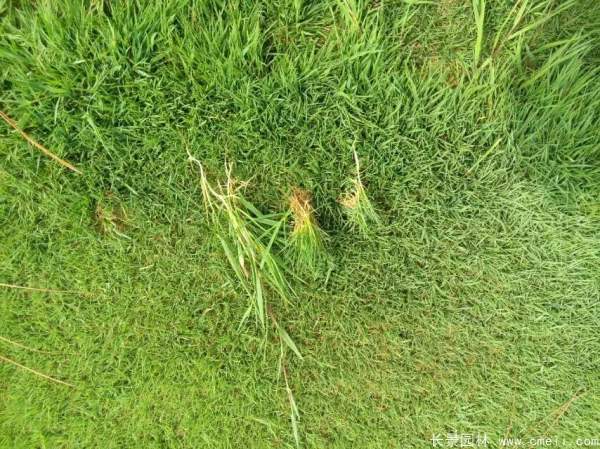 日本結縷草圖片 日本結縷草圖片