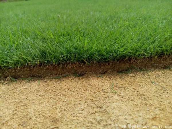 日本結縷草圖片 日本結縷草圖片