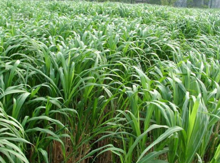 1627287532643492.jpg 好.jpg