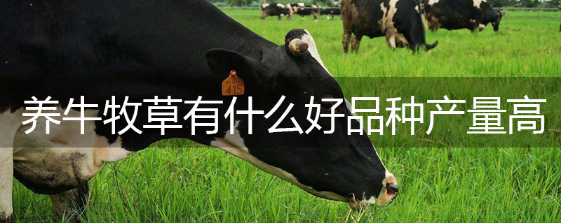 養牛牧草有什么好品種產量高 養牛牧草有什么好品種產量高