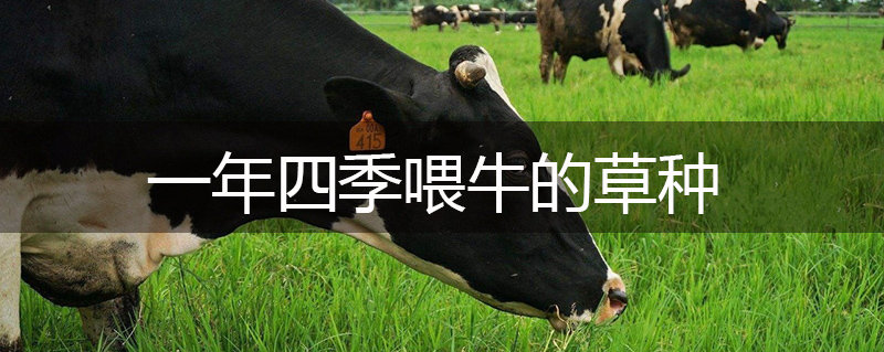 一年四季喂牛的草種