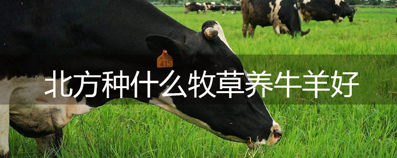 北方種什么牧草養牛羊好 北方種什么牧草養牛羊好