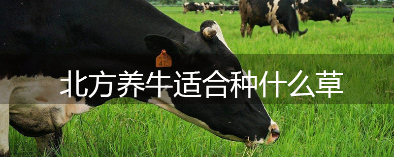 北方養(yǎng)牛適合種什么草 北方養(yǎng)牛適合種什么草