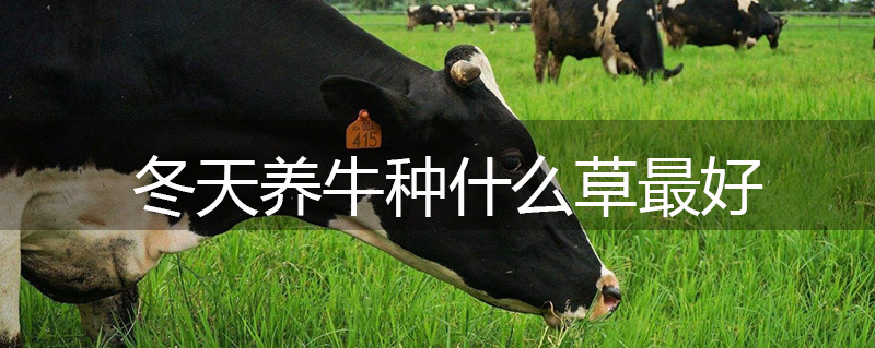 冬天養(yǎng)牛種什么草最好 冬天養(yǎng)牛種什么草最好