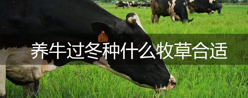 養牛過冬種什么牧草合適 養牛過冬種什么牧草合適