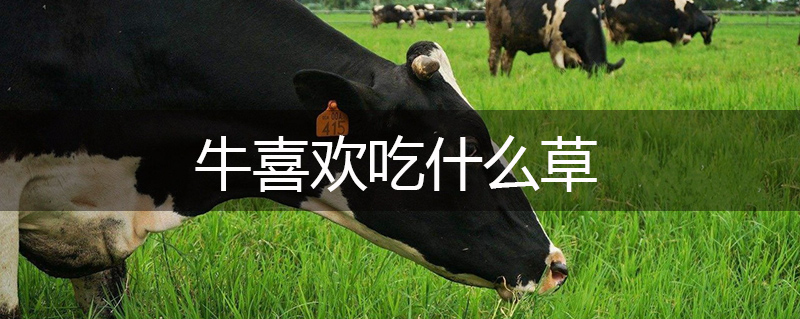 牛喜歡吃什么草 牛喜歡吃什么草