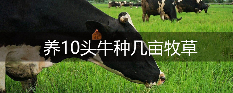 養10頭牛種幾畝牧草 養10頭牛種幾畝牧草