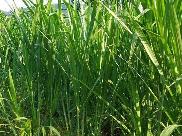 1627365143539701.jpg image.jpg