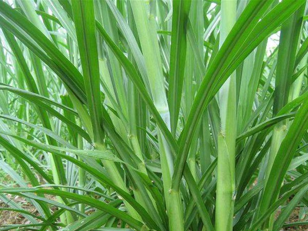 1627365600991687.jpg image.jpg