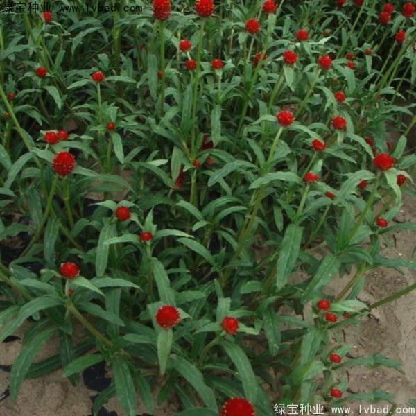 1627366429127327.jpg image.jpg