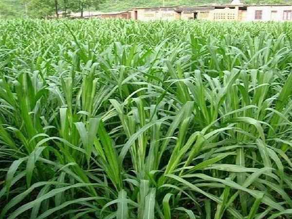 1627366801783597.jpg image.jpg