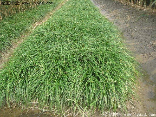 1627367065226575.jpg image.jpg