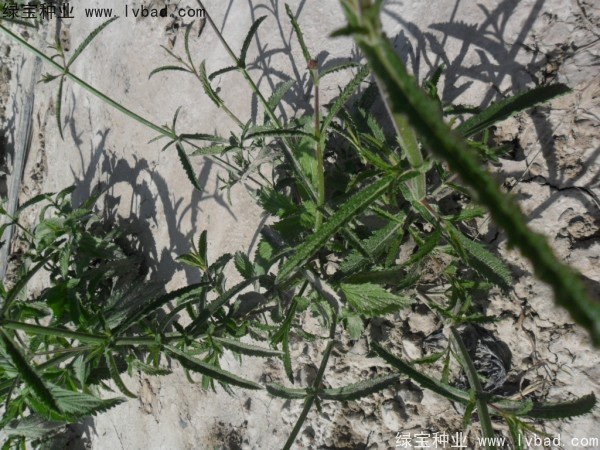 1627368289650036.jpg image.jpg