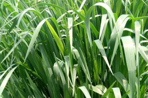 1627369029962445.jpg image.jpg