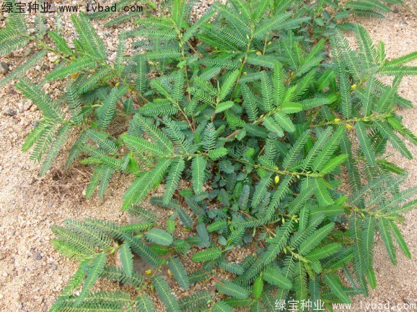 1627369322799208.jpg image.jpg